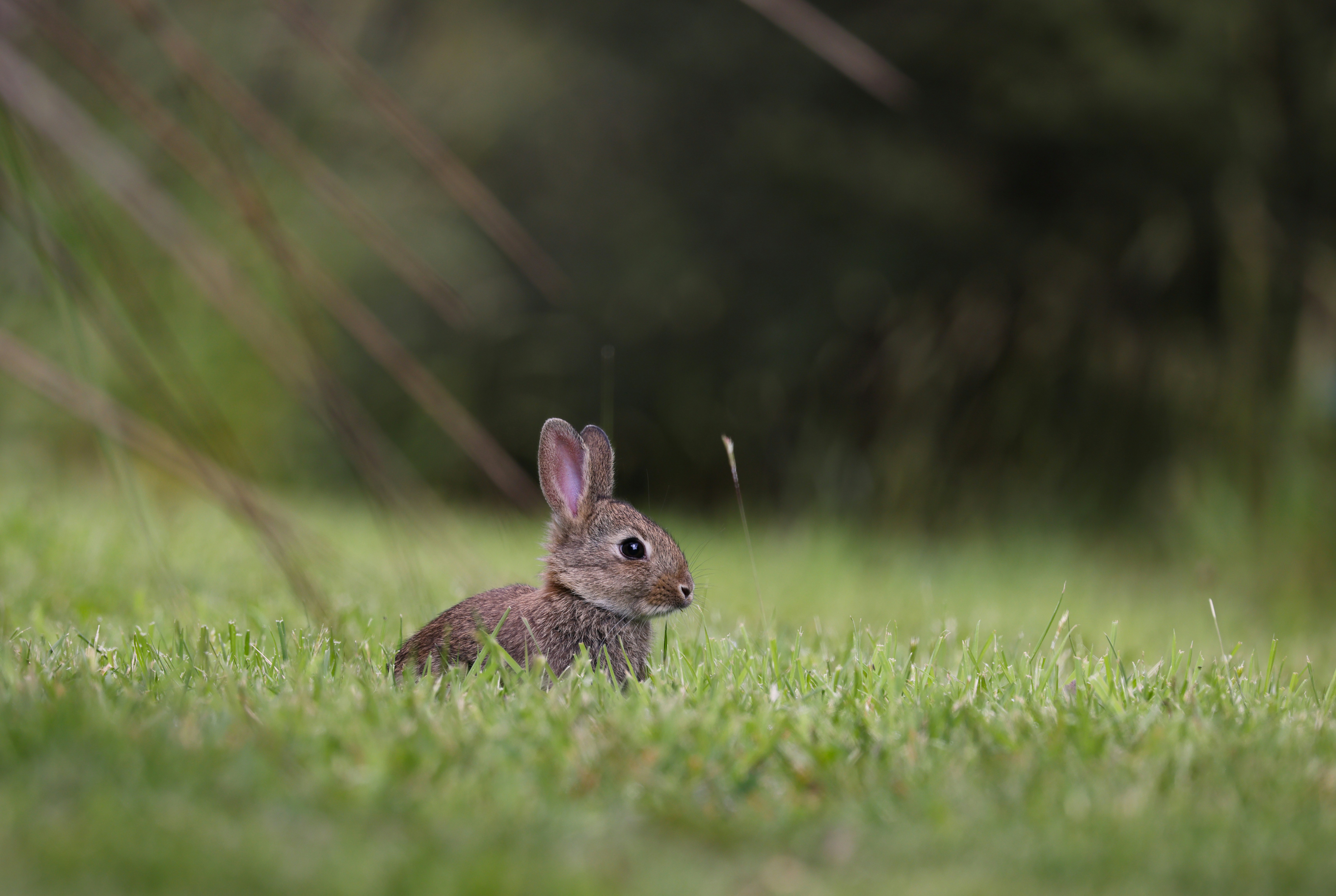 A leveret, a young hare, resting in grass